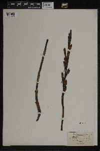 Limodorum abortivum image