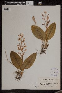 Liparis liliifolia image