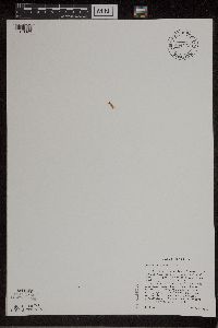 Image of Listera auriculata