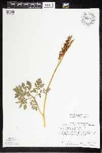 Image of Botrychium rugulosum