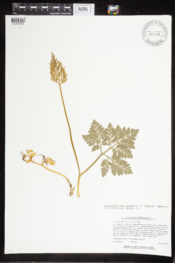 Sceptridium multifidum image