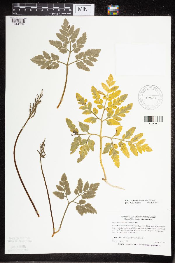 Sceptridium oneidense image