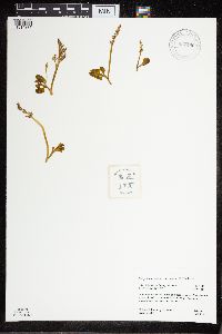 Botrychium simplex var. simplex image