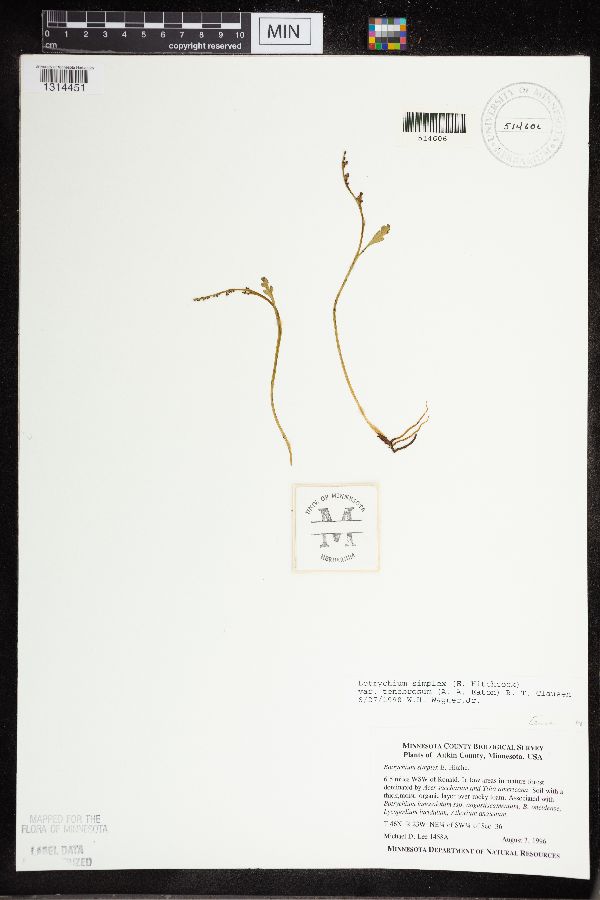 Botrychium tenebrosum image