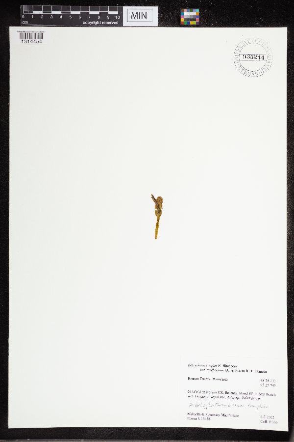 Botrychium tenebrosum image