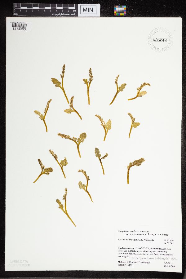 Botrychium tenebrosum image
