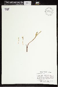 Botrychium simplex subsp. simplex image
