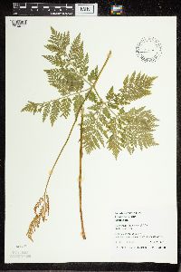 Botrypus virginianus image