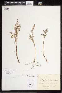 Botrychium lanceolatum image