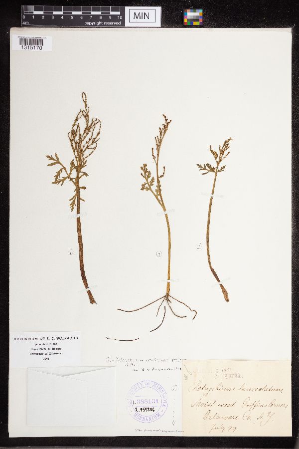 Botrychium matricariifolium image