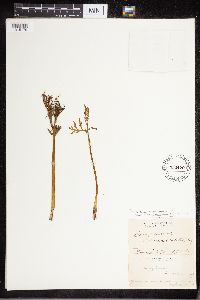 Botrychium lanceolatum image