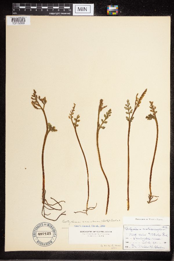 Botrychium matricariifolium image