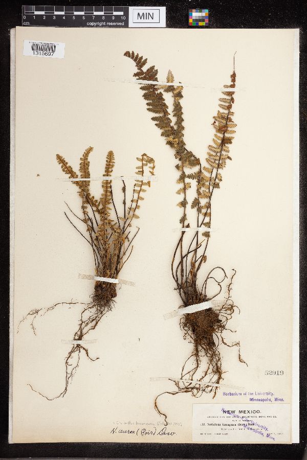 Cheilanthes bonariensis image