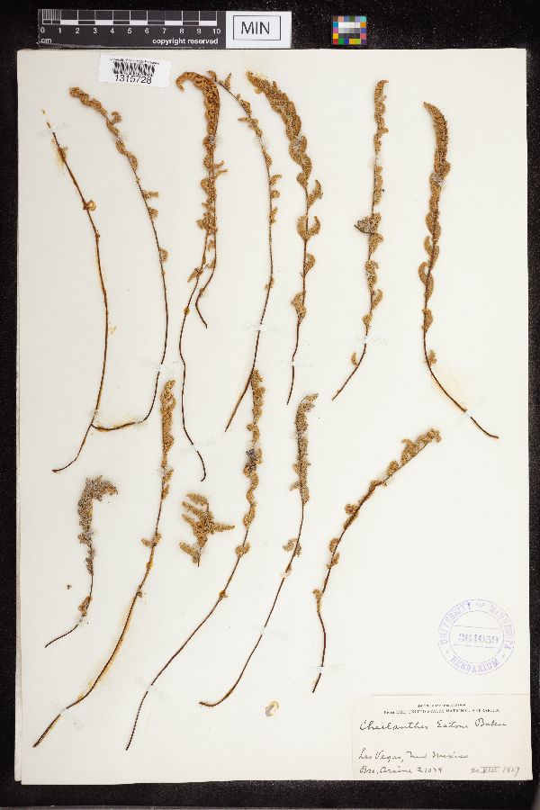 Cheilanthes eatonii image