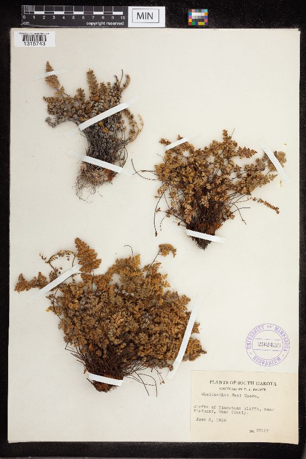 Cheilanthes feei image