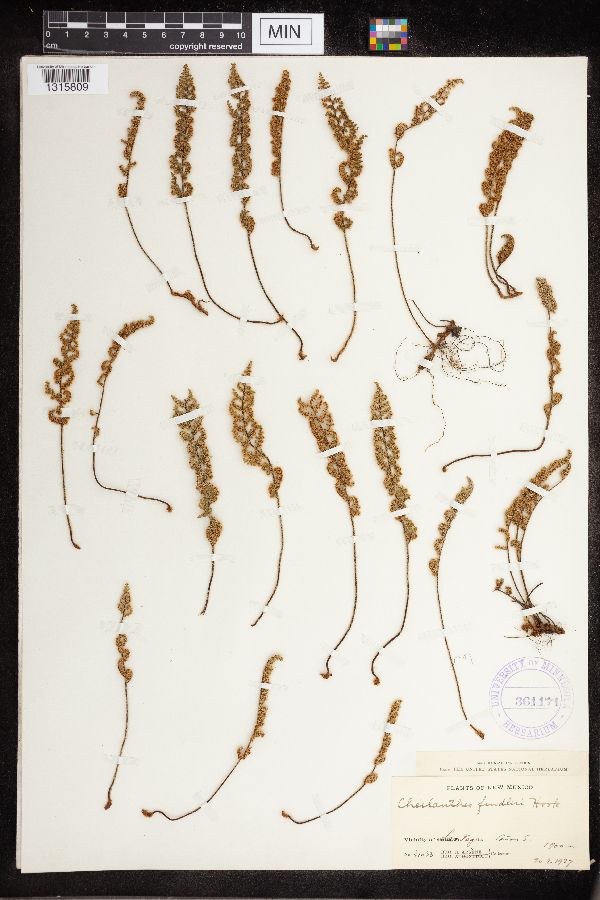 Cheilanthes fendleri image