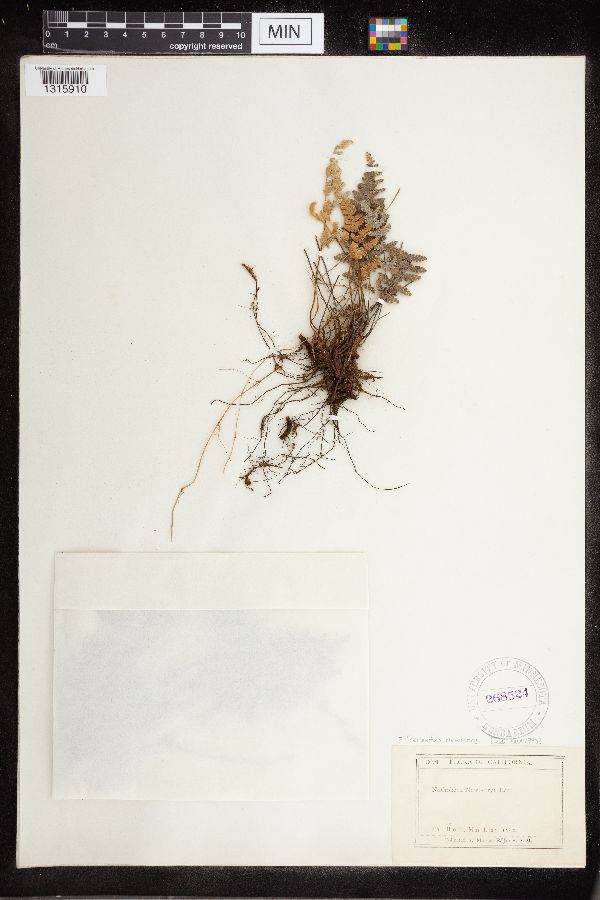 Cheilanthes newberryi image