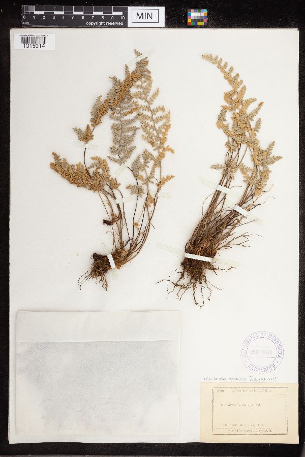 Myriopteris newberryi image