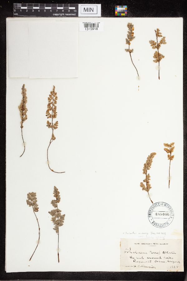 Cheilanthes parryi image