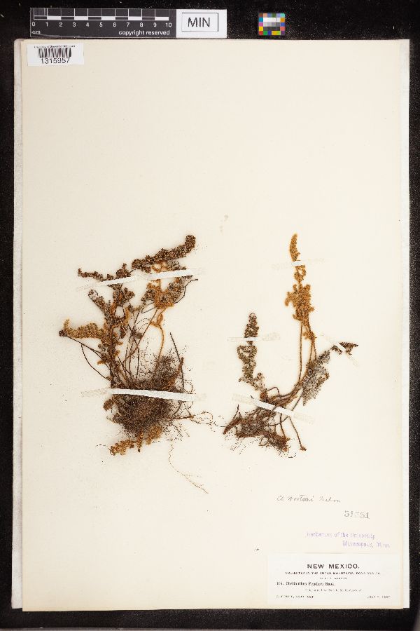 Cheilanthes wootonii image