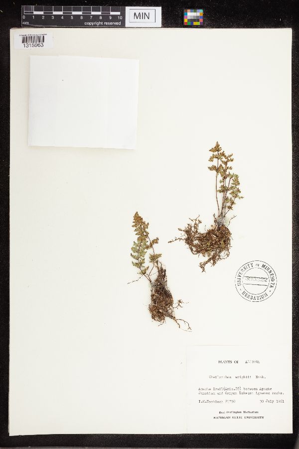 Cheilanthes wrightii image