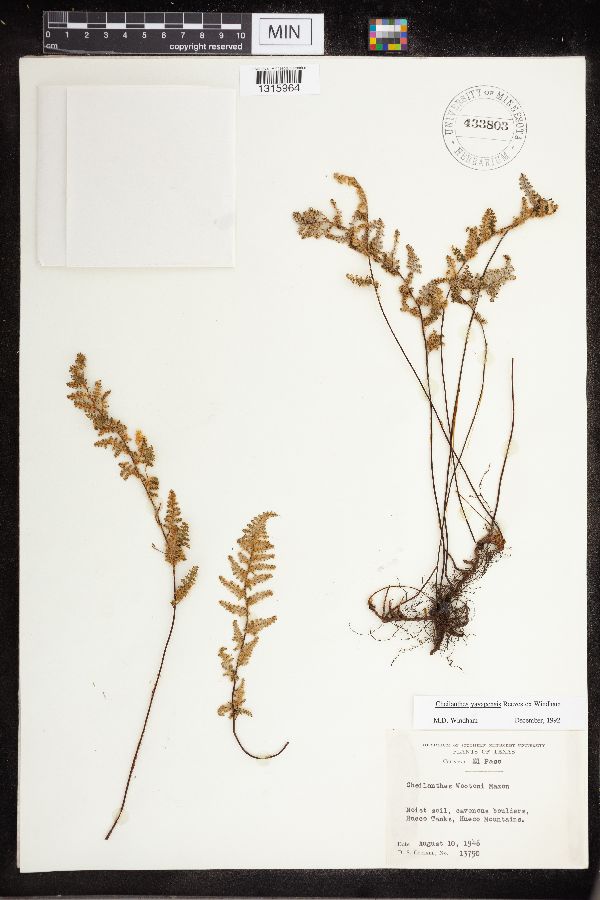 Cheilanthes yavapensis image