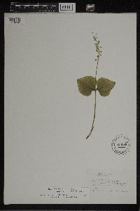 Listera cordata var. nephrophylla image