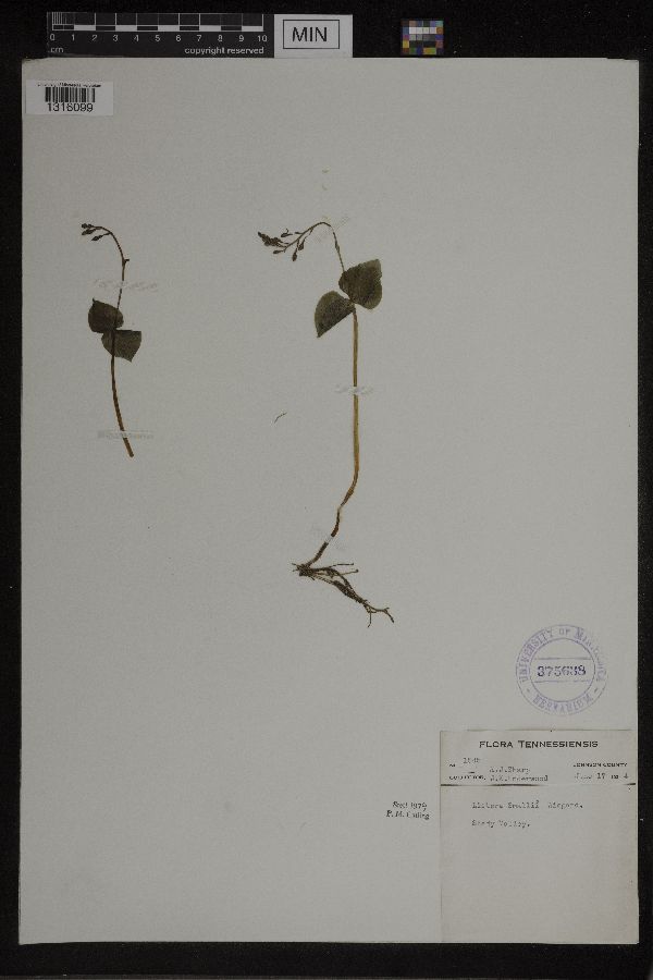 Listera smallii image
