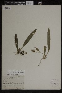 Macradenia lutescens image