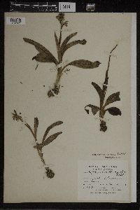 Image of Ophrys tenthredinifera