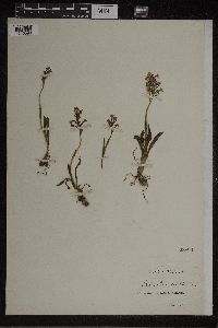 Orchis brancifortii image