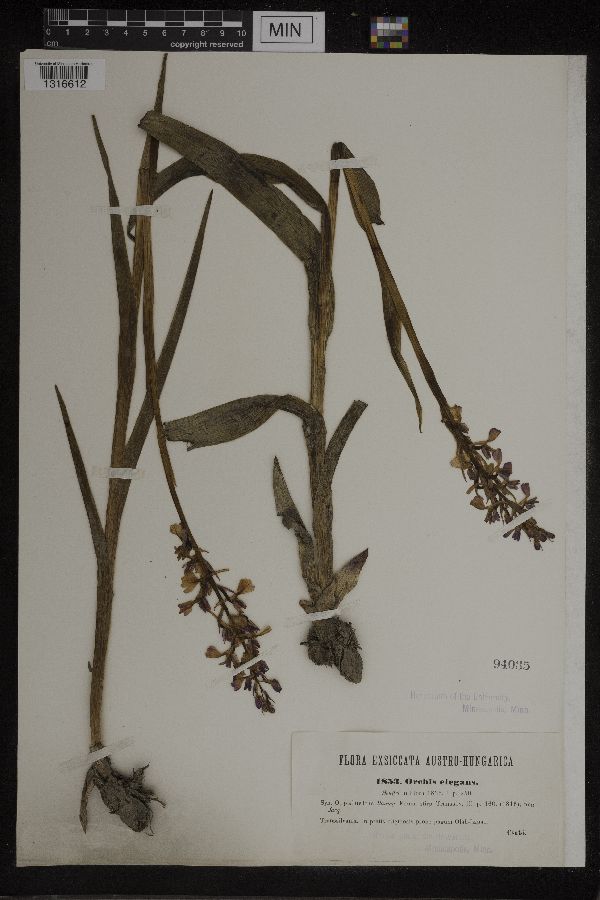 Orchis elegans image
