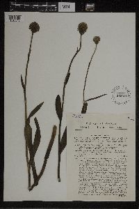 Image of Orchis globosa
