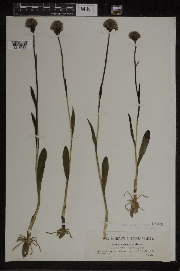 Neotinea tridentata subsp. conica image