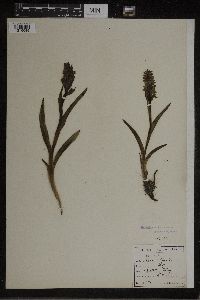 Image of Orchis latifolia
