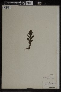 Orchis latifolia image