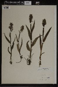 Orchis latifolia image