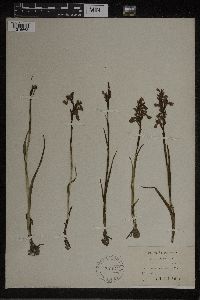 Image of Orchis laxiflora