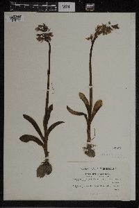 Image of Orchis speciosa