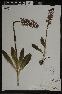 Image of Orchis mascula