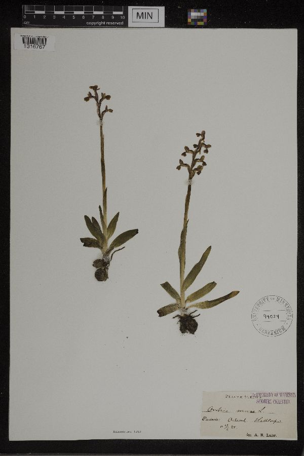Orchis morio image