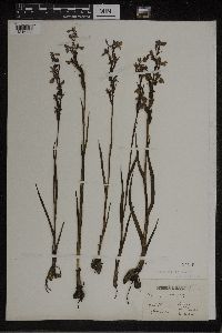 Image of Orchis palustris
