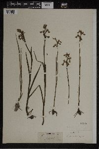 Orchis palustris image