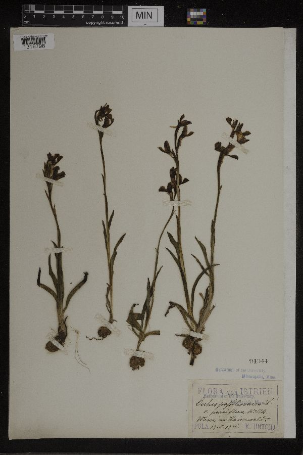 Anacamptis papilionacea image