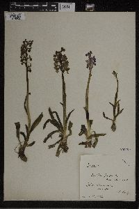 Image of Orchis picta