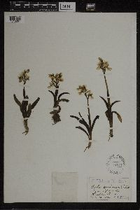 Orchis provincialis image