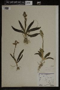 Orchis provincialis image