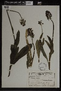 Orchis purpurea image