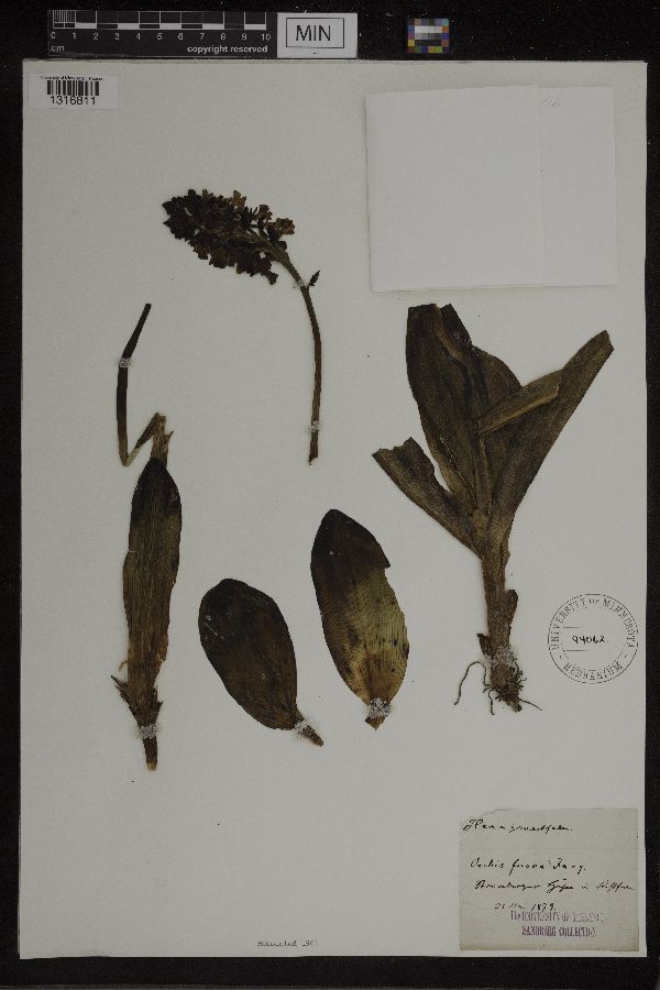 Orchis fusca image