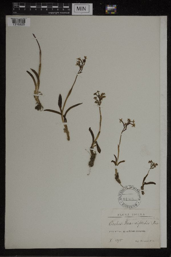 Orchis brancifortii image
